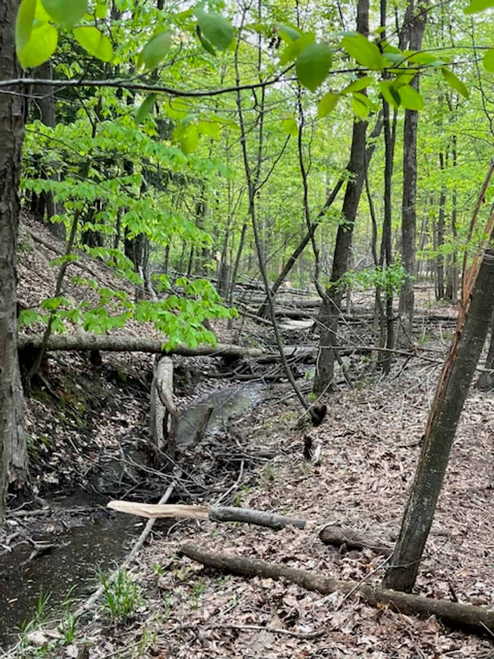Land Management & Forestry Mulching Services in Belmont, MI
