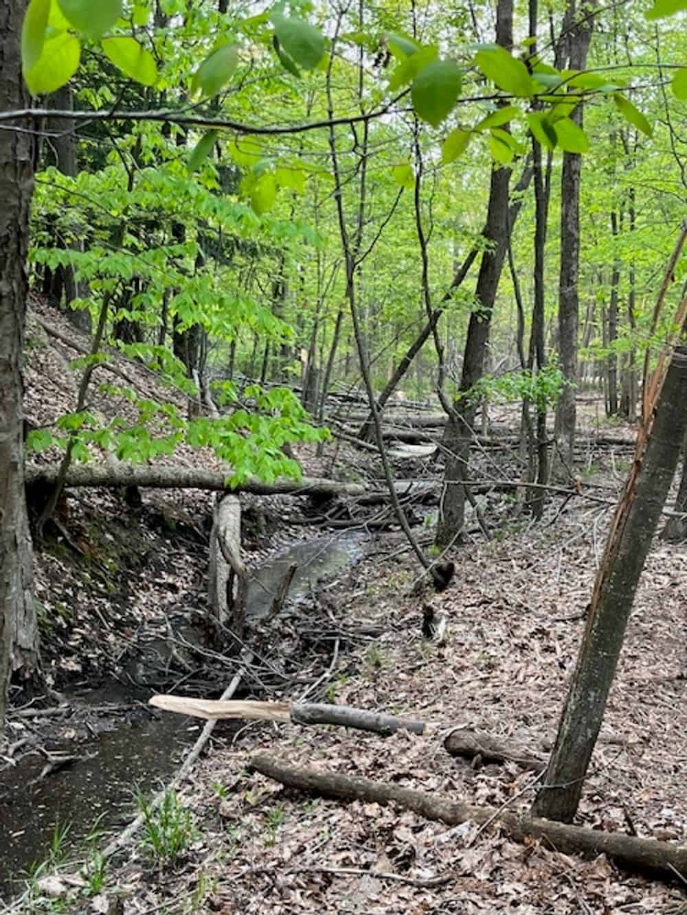 Brush / Invasive Species Control image