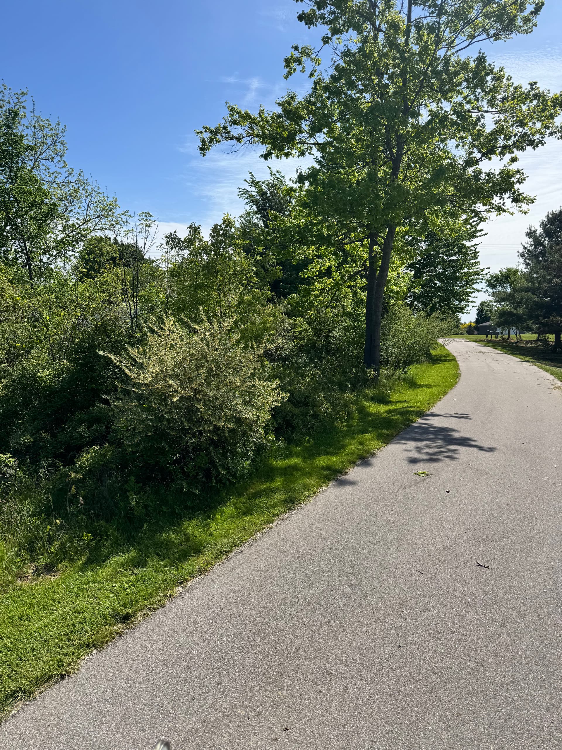 Overgrown Driveway Corridor Cleared to a Clean Park-Like Setting in Marne Michigan image