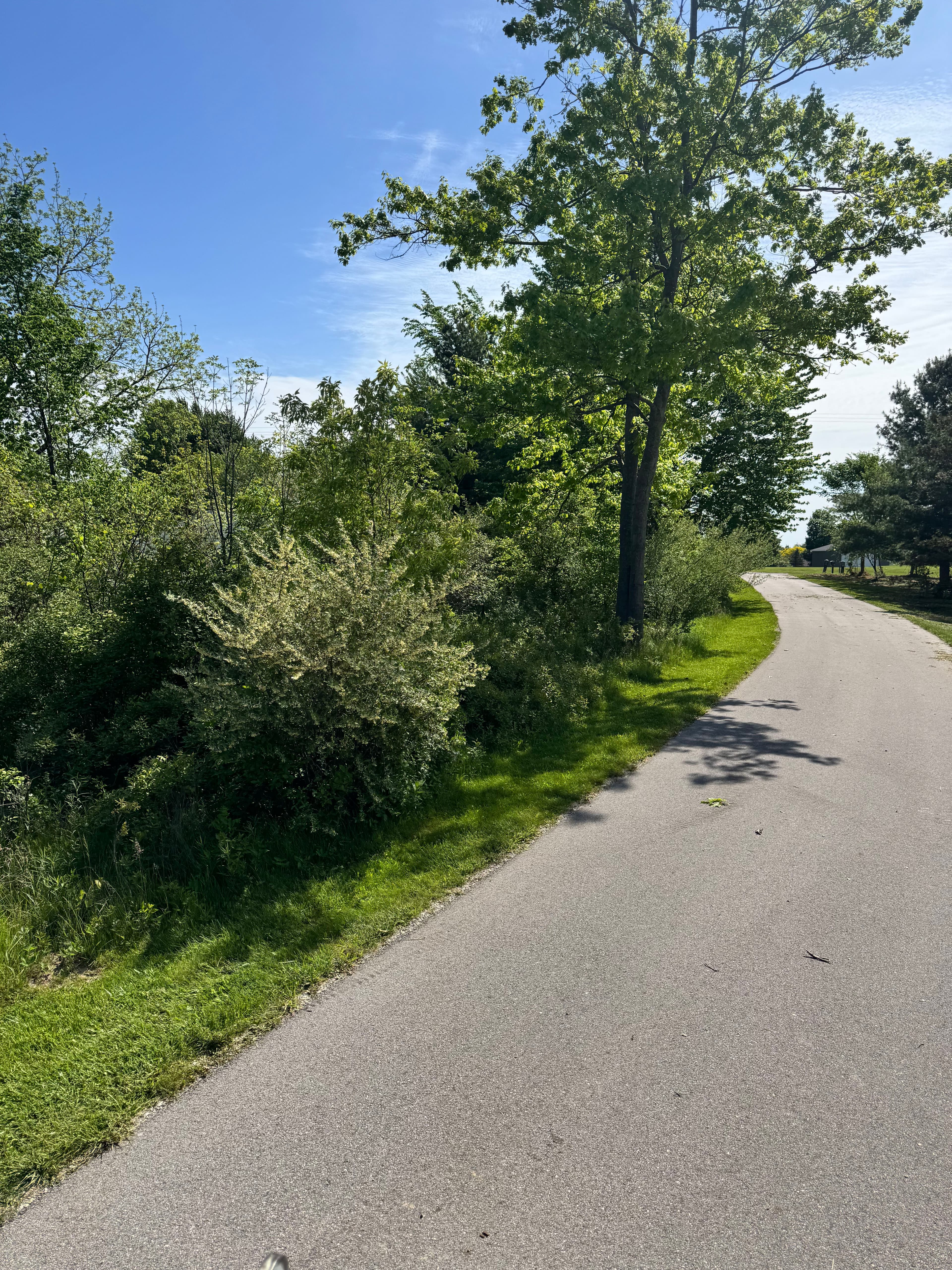 Project Overgrown Driveway Corridor Cleared to a Clean Park-Like Setting in Marne Michigan image