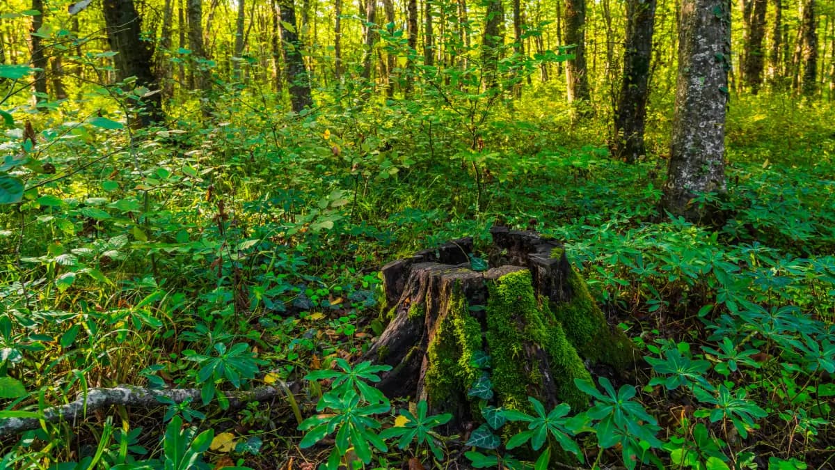 Can You Plant a Tree Where a Stump Was Ground? Here's How image