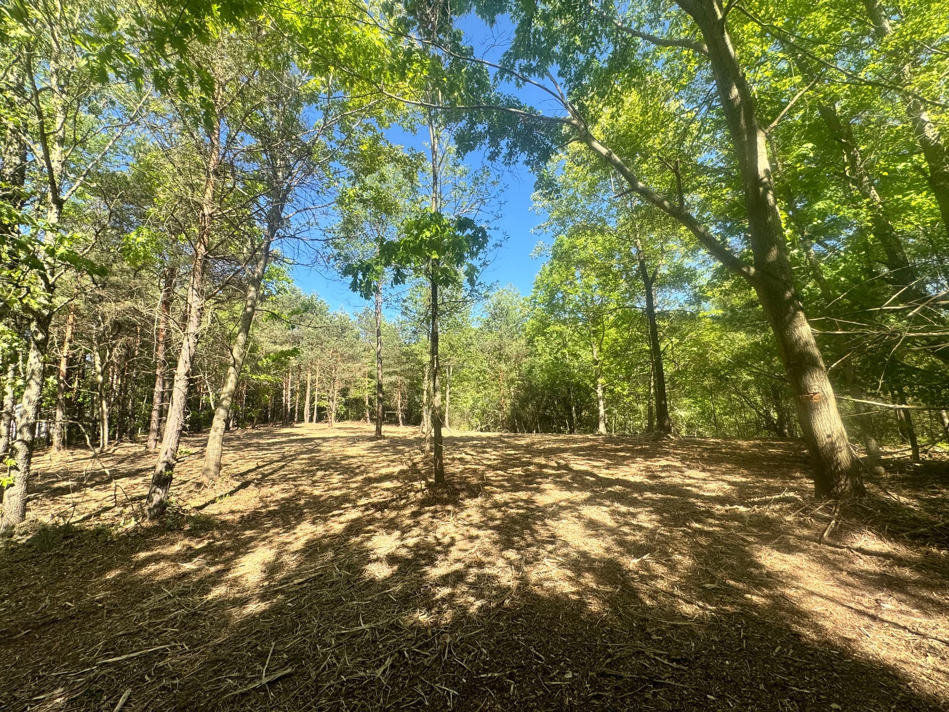 Gallery photos for Homesite Land Clearing Opens Up a Build-Ready Lot: Image #3
