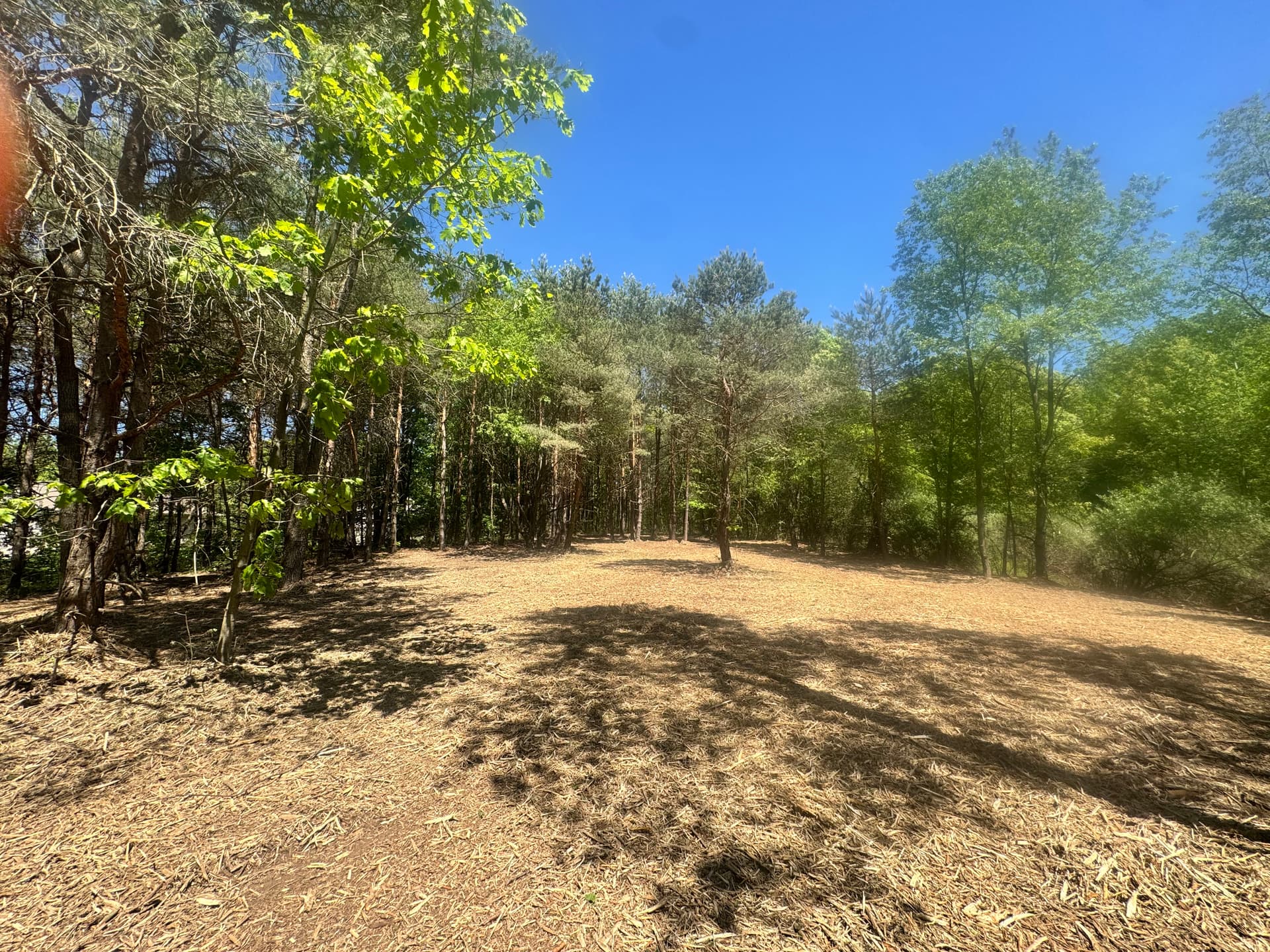 Gallery photos for Homesite Land Clearing Opens Up a Build-Ready Lot: Image #2