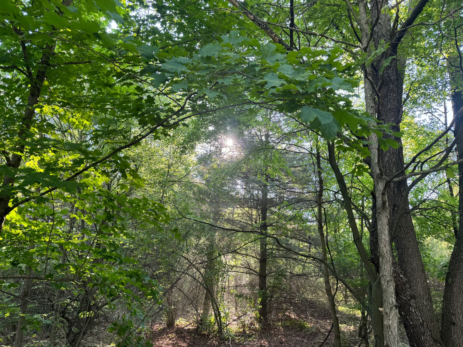 Gallery photos for Homesite Land Clearing Opens Up a Build-Ready Lot: Image #1