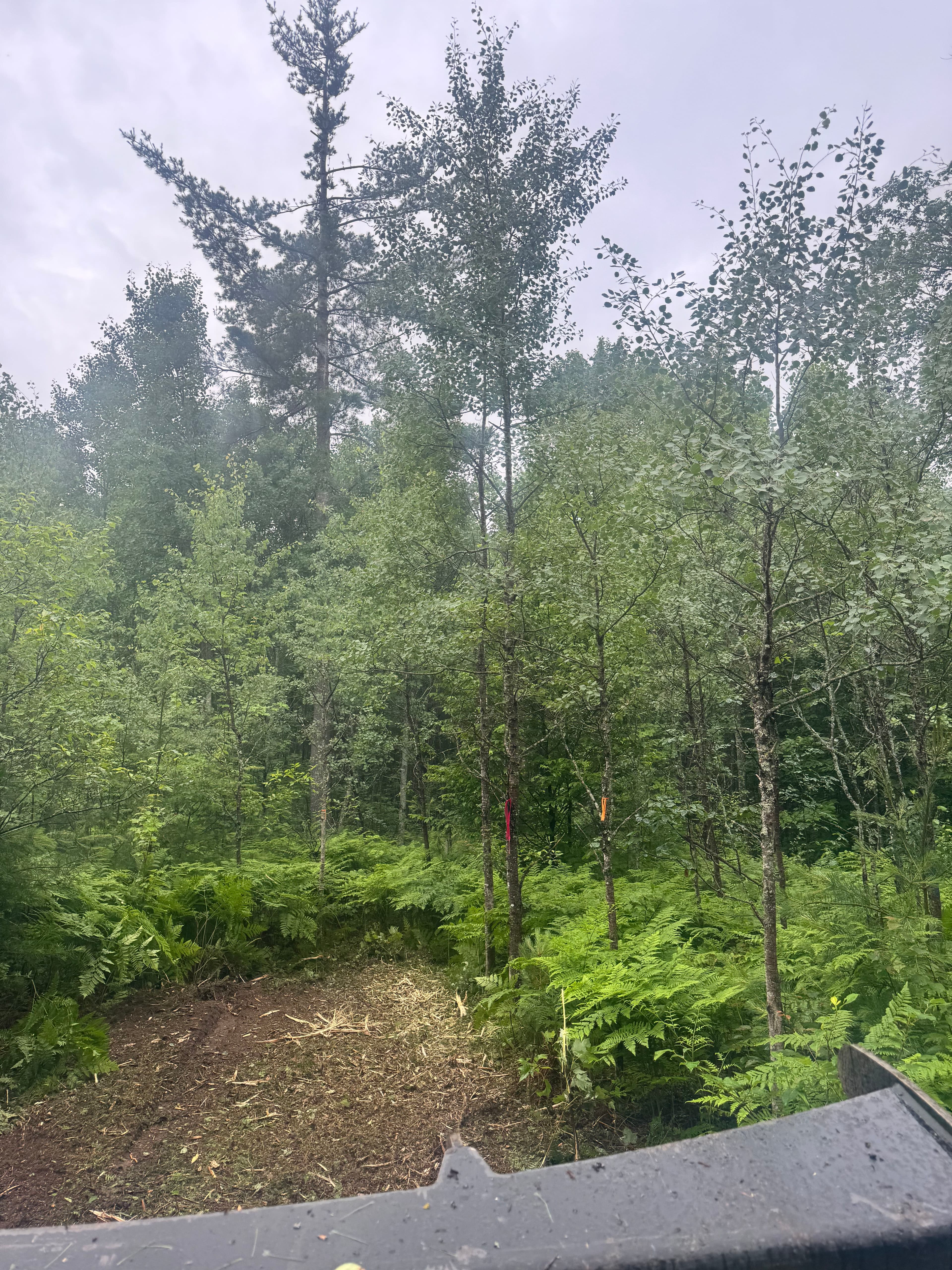 Project New Ski Trail Cuts at Forbush Corner Resort in Frederic image