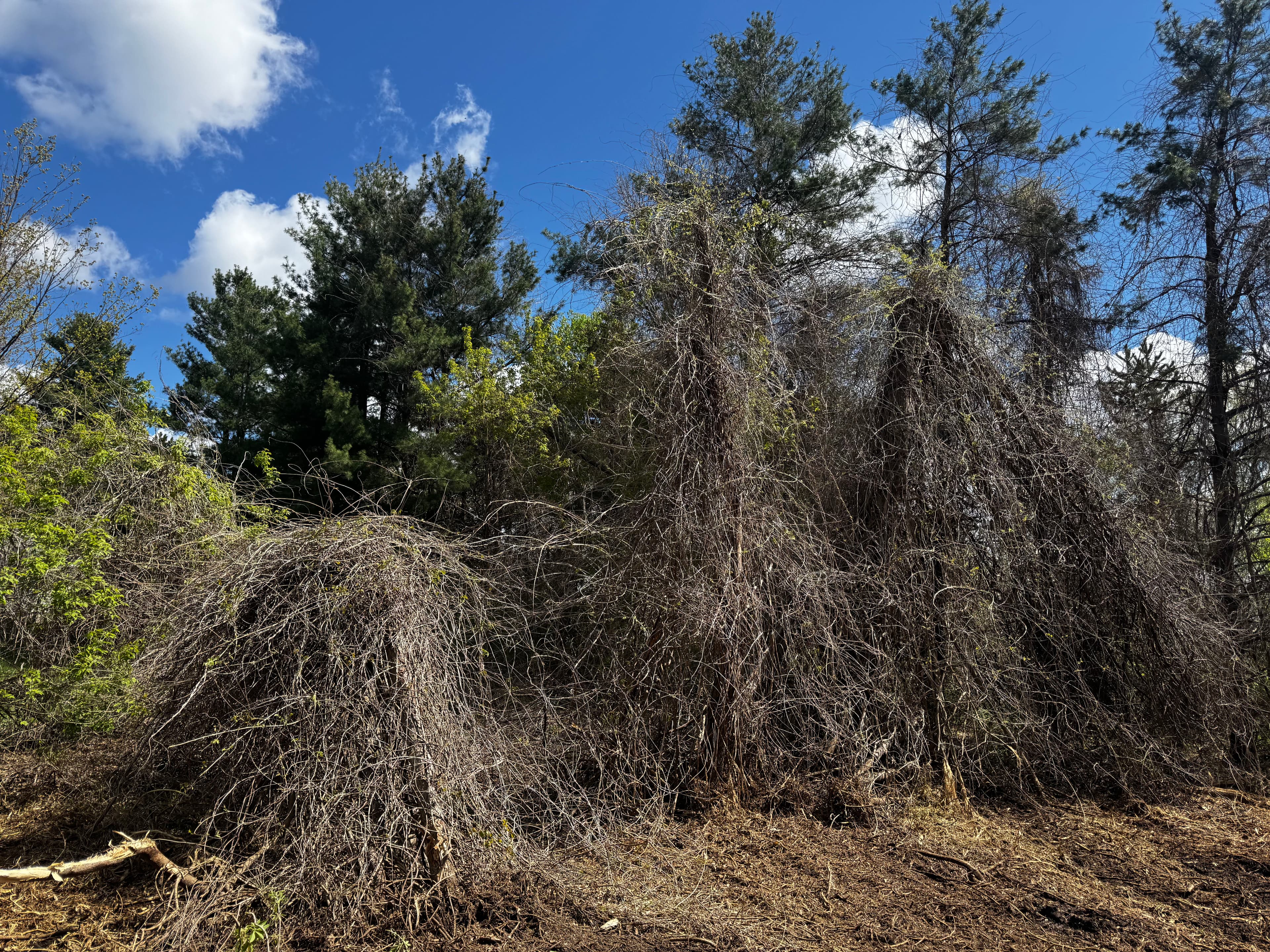 Project Invasive Wisteria Mechanical Removal Gets Property Back Under Control image