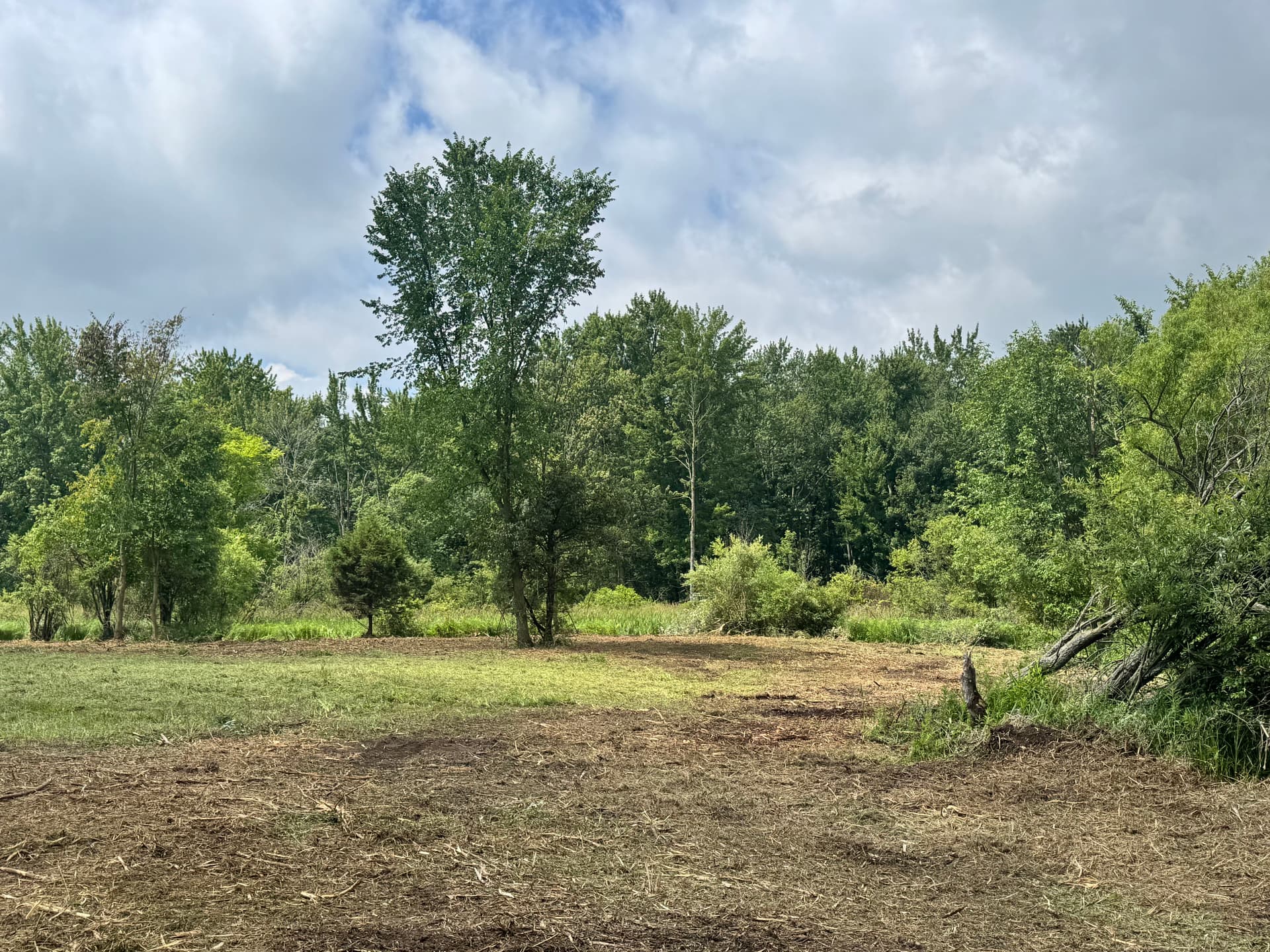 Gallery photos for Deer Habitat Development and Land Clearing in Fenwick: Image #3