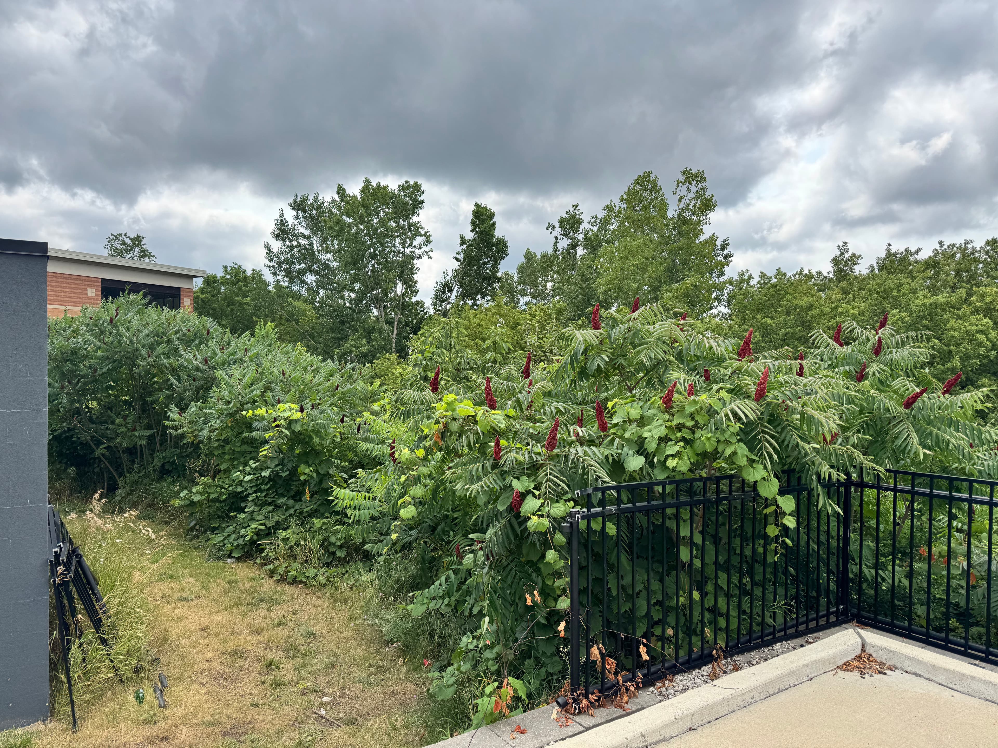 Project Steep Bank Land Clearing on a Commercial Site in Grand Rapids image