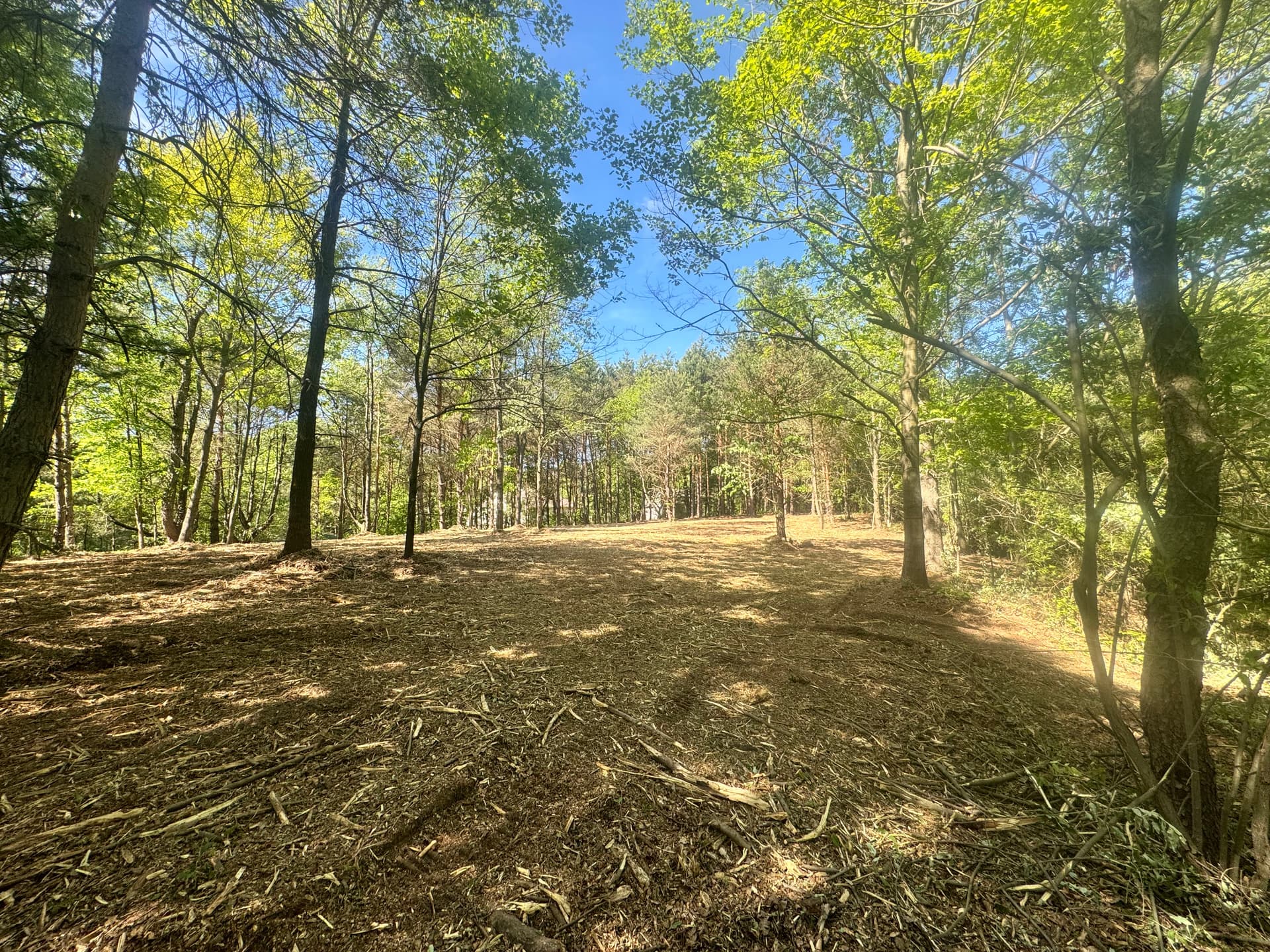 Gallery photos for Homesite Land Clearing Opens Up a Build-Ready Lot: Image #4