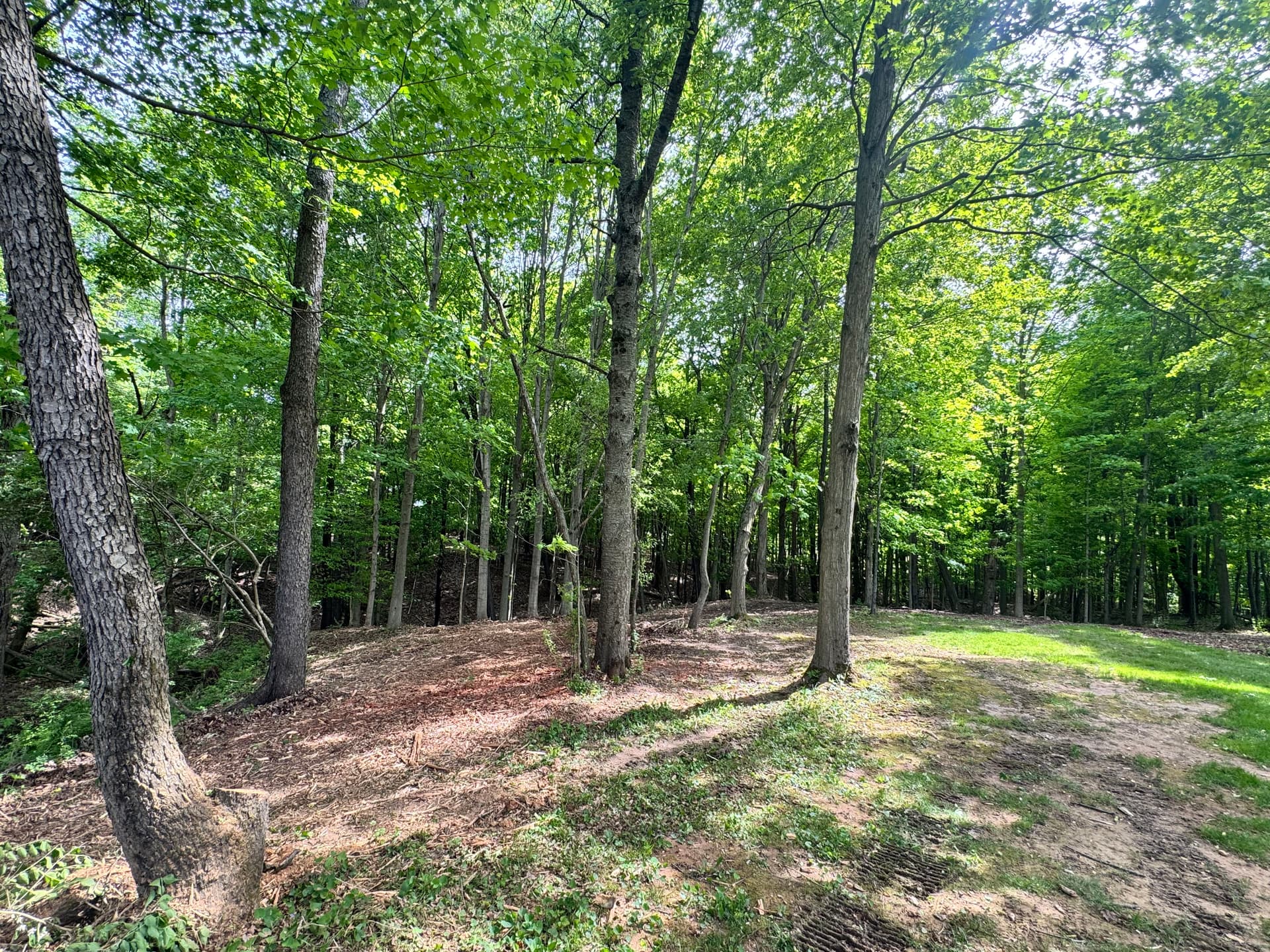 Gallery photos for Overgrown Driveway Corridor Cleared to a Clean Park-Like Setting in Marne Michigan: Image #4