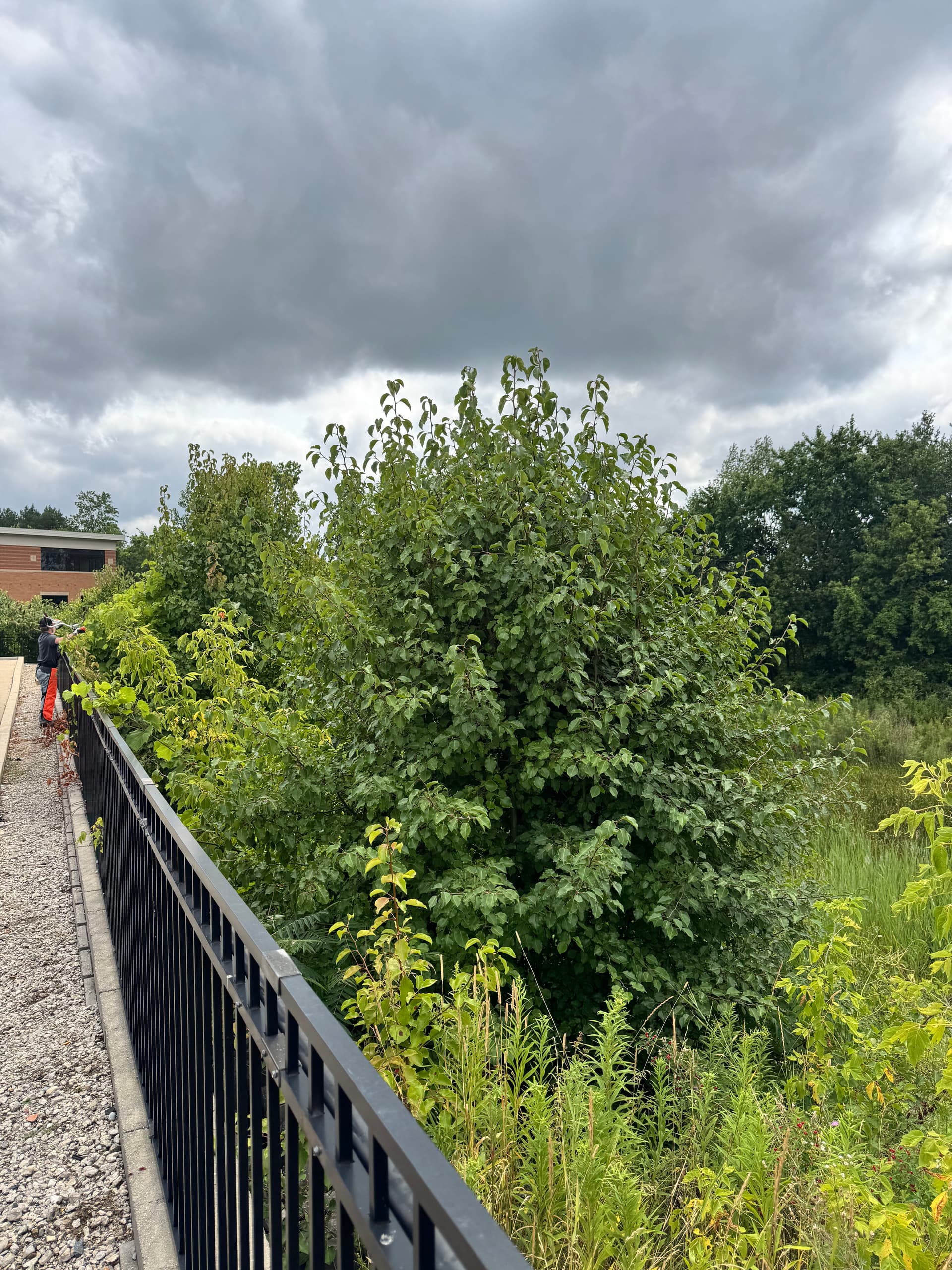 Gallery photos for Steep Bank Land Clearing on a Commercial Site in Grand Rapids: Image #1