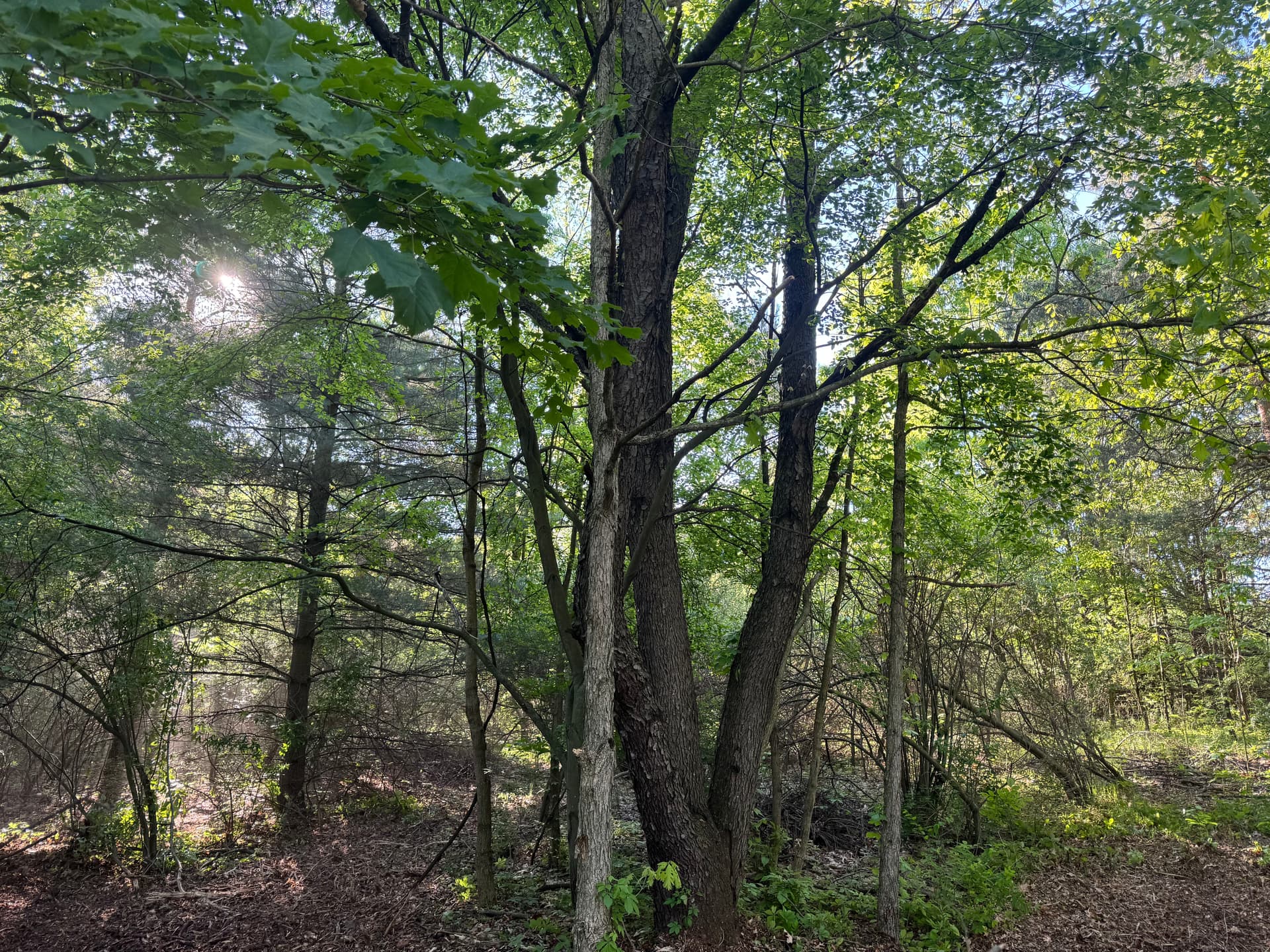 Homesite Land Clearing Opens Up a Build-Ready Lot image