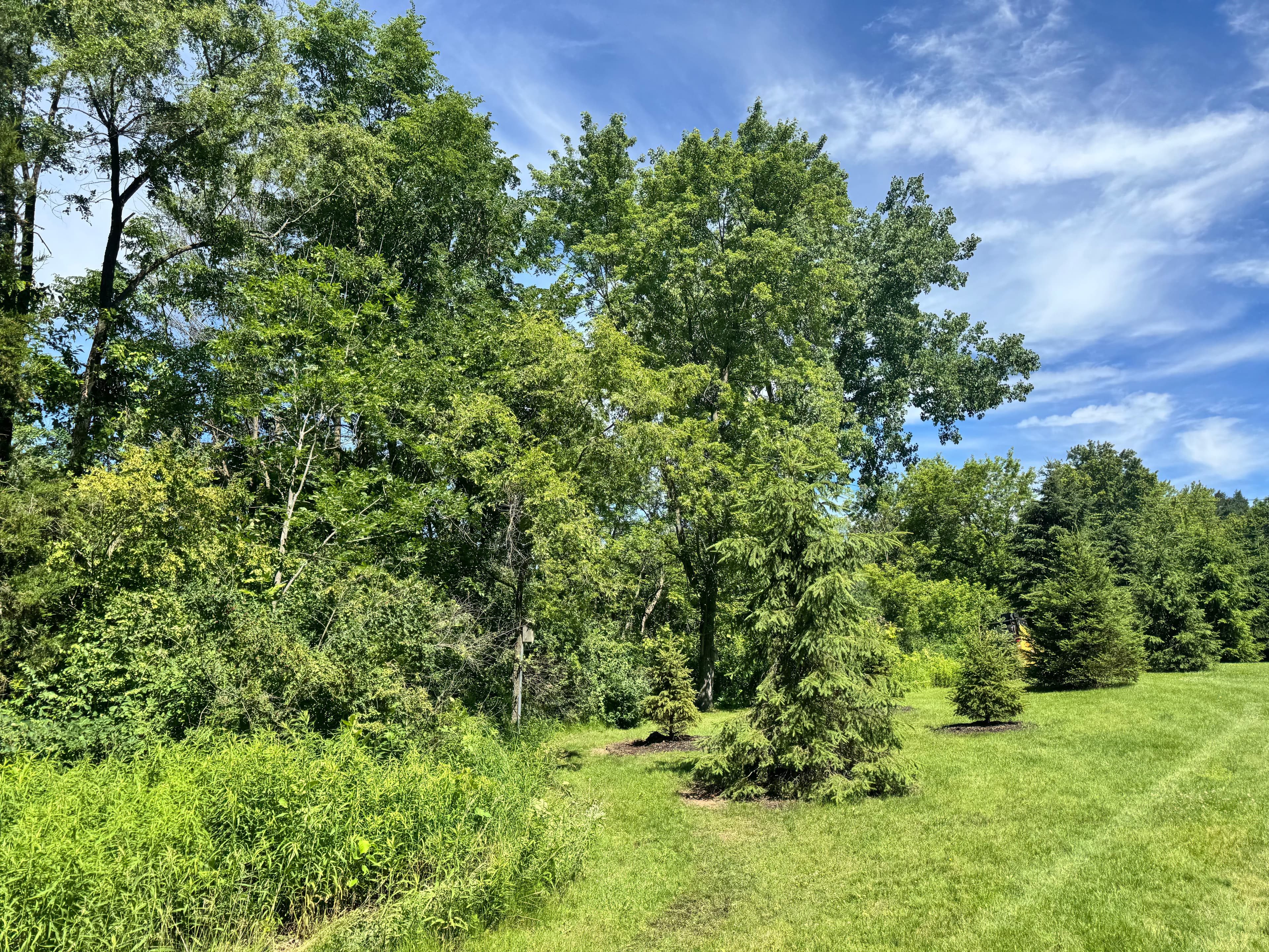 Project Opening Up a Belmont Property With Smart Land Clearing image