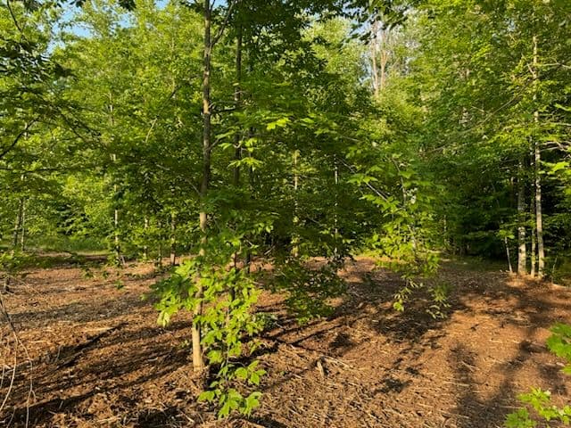 Nature's Renewal at Lake City Michigan image