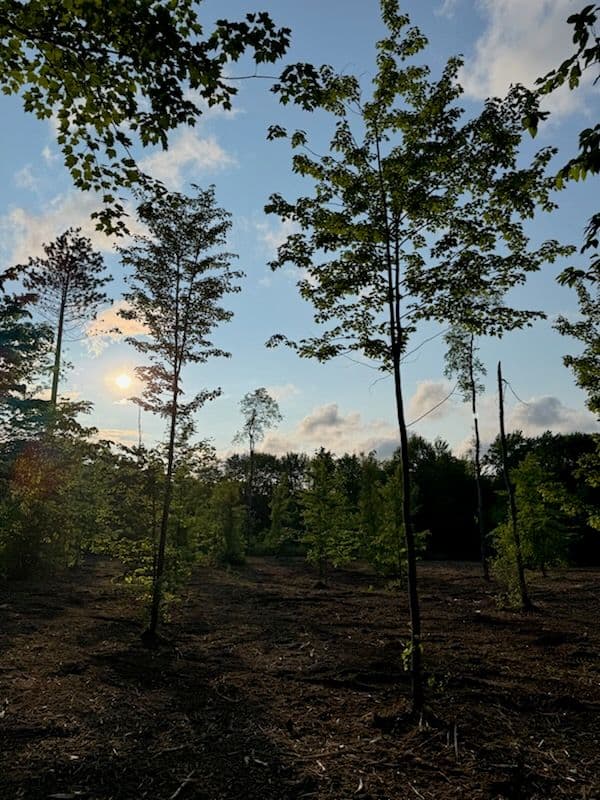 Gallery photos for Nature's Renewal at Lake City Michigan: Image #1