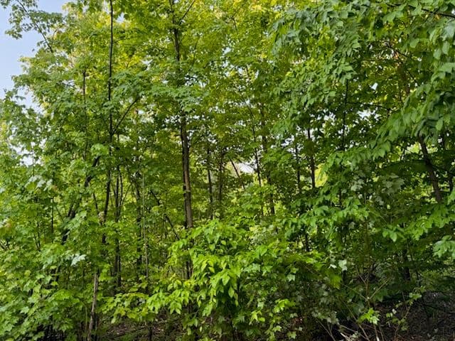 Gallery photos for Nature's Renewal at Lake City Michigan: Image #2