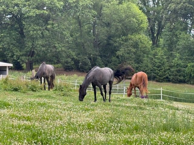 Transforming Lowell Hobby Farm for Horses
