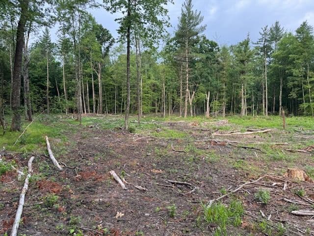 Gallery photos for Restoring Newaygo and Reed City Forests: Image #1