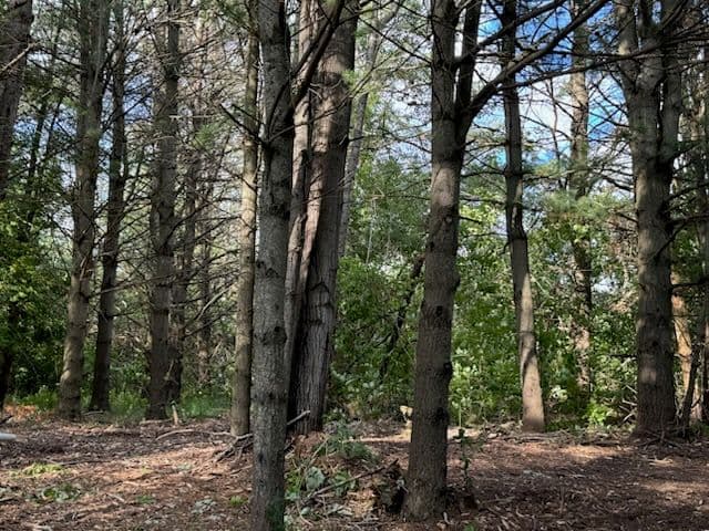Nature Restoration in Cheboygan Michigan image