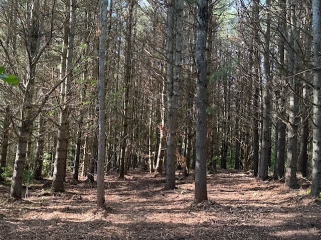 Gallery photos for Nature Restoration in Cheboygan Michigan: Image #1