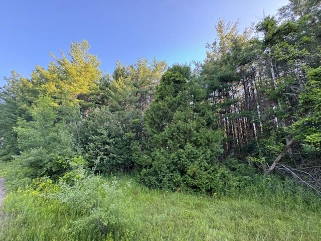 Gallery photos for Nature Restoration in Cheboygan Michigan: Image #2