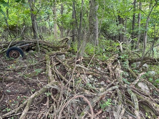 Gallery photos for Transforming Overgrown Thickets for a Fresh Start: Image #2