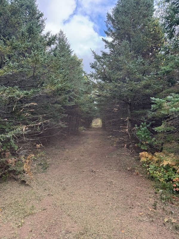 Trail Opening and Exploration in Local Woodland image