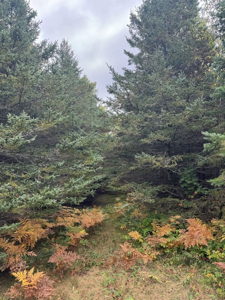 Gallery photos for Trail Opening and Exploration in Local Woodland: Image #1