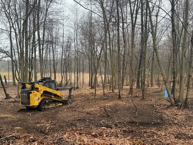 Project Clearing and Revitalization in Rockford Forest image