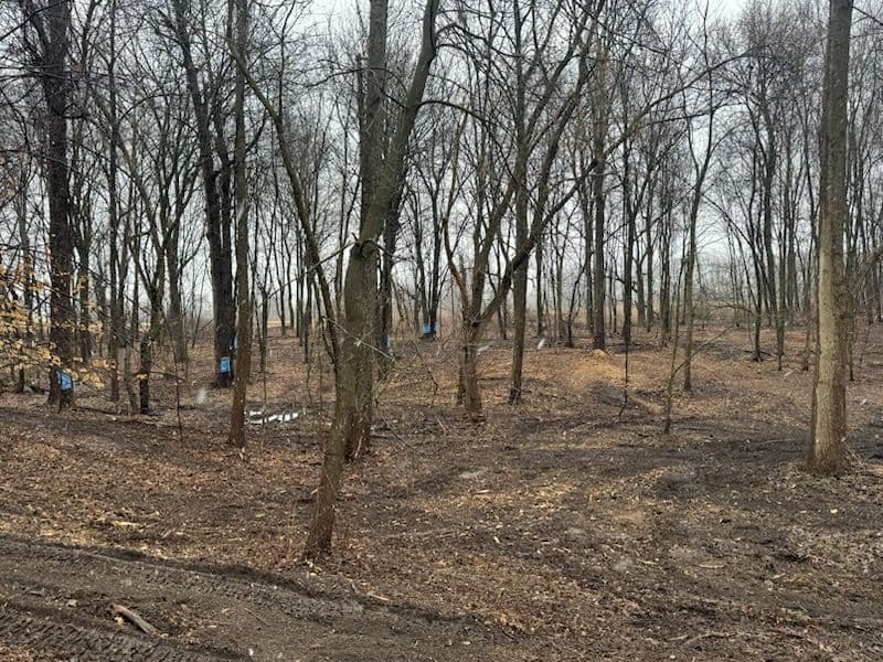 Gallery photos for Clearing and Revitalization in Rockford Forest: Image #1