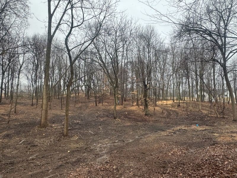 Gallery photos for Clearing and Revitalization in Rockford Forest: Image #2