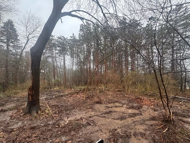 Gallery photos for Hilltop Land Clearing for New Homeowners Starting Fresh: Image #2