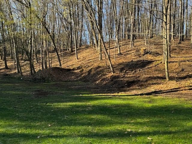 Project Storm Uprooted a Big Tree - We Got the Backyard Back image