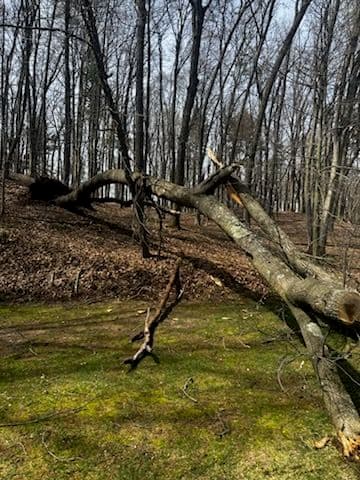 Gallery photos for Storm Uprooted a Big Tree - We Got the Backyard Back: Image #2