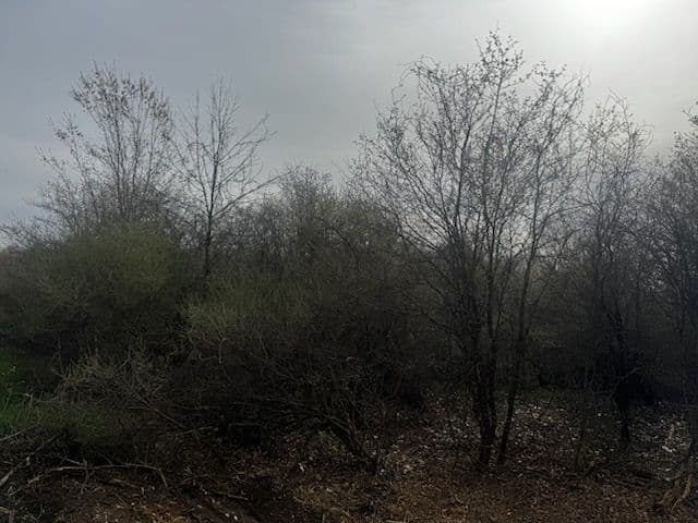 Gallery photos for Land Clearing for a Motocross Track in Rodney: Image #3