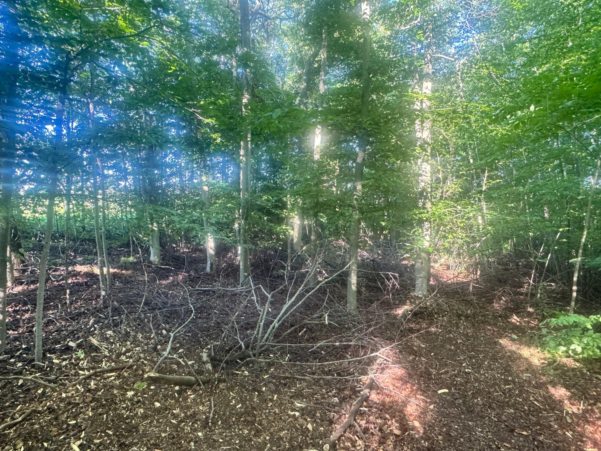 Gallery photos for Overgrown Woods Turned Park-Like Setting in Hubbard Lake: Image #1