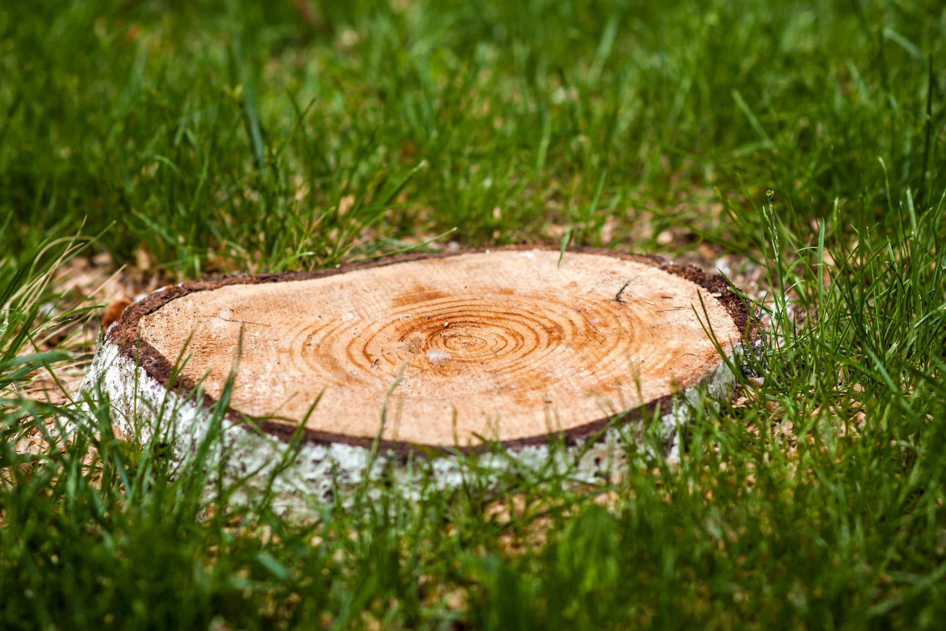 Below Grade Stump Grinding in Michigan: What We Check Before We Grind image