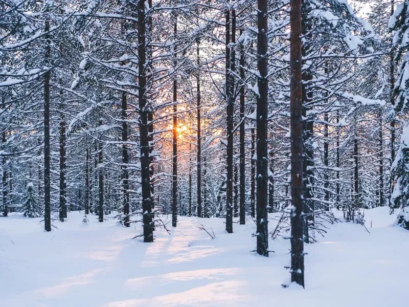 Winter Forestry Mulching in Michigan: When It Works Best image