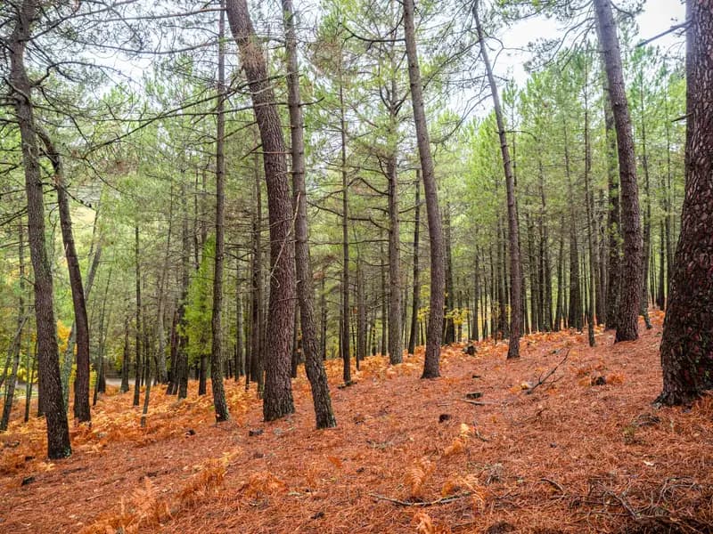 How Much Does Forestry Mulching Cost? Key Factors Explained image