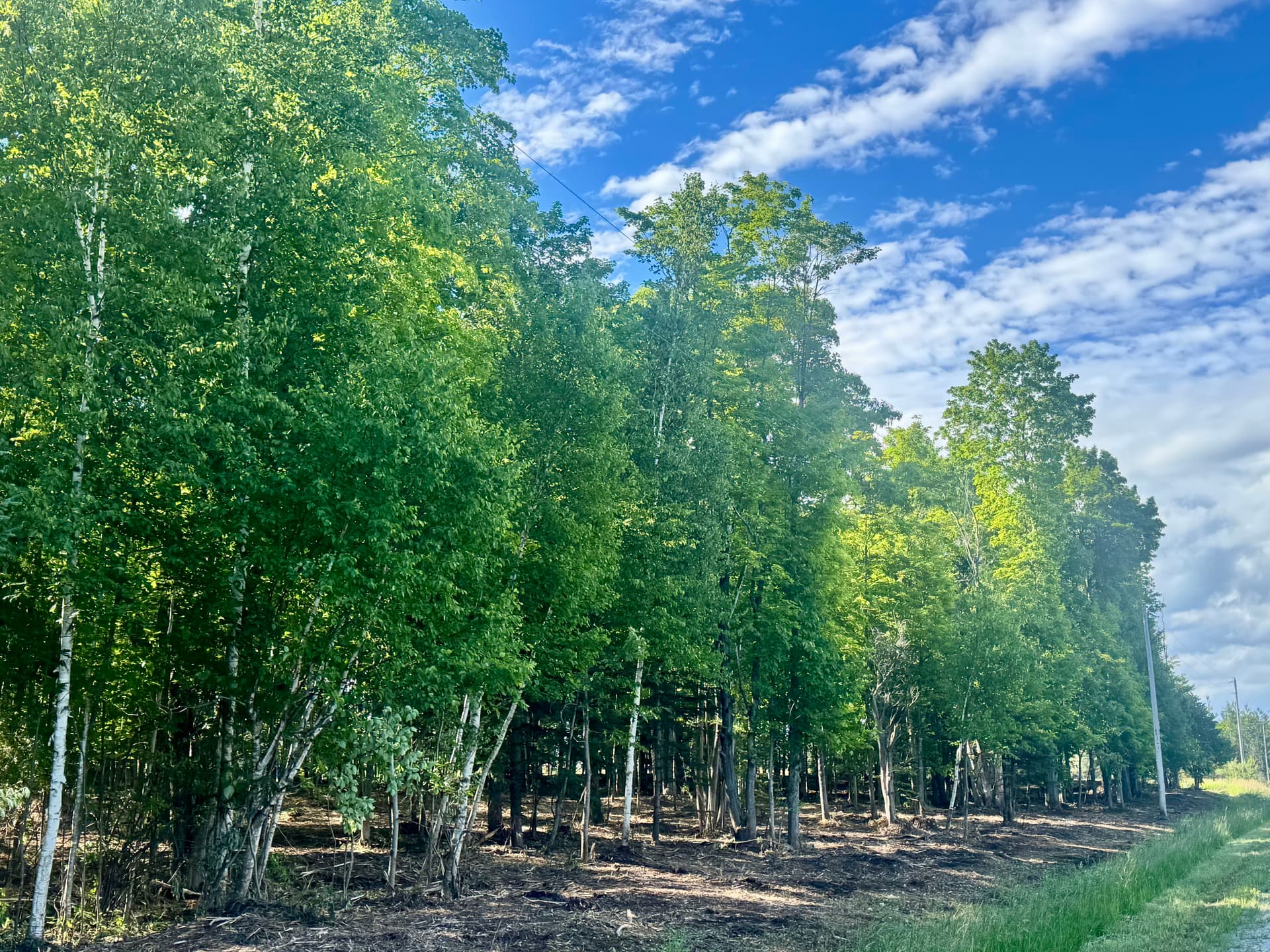 Gallery photos for Overgrown Woods Turned Park-Like Setting in Hubbard Lake: Image #2
