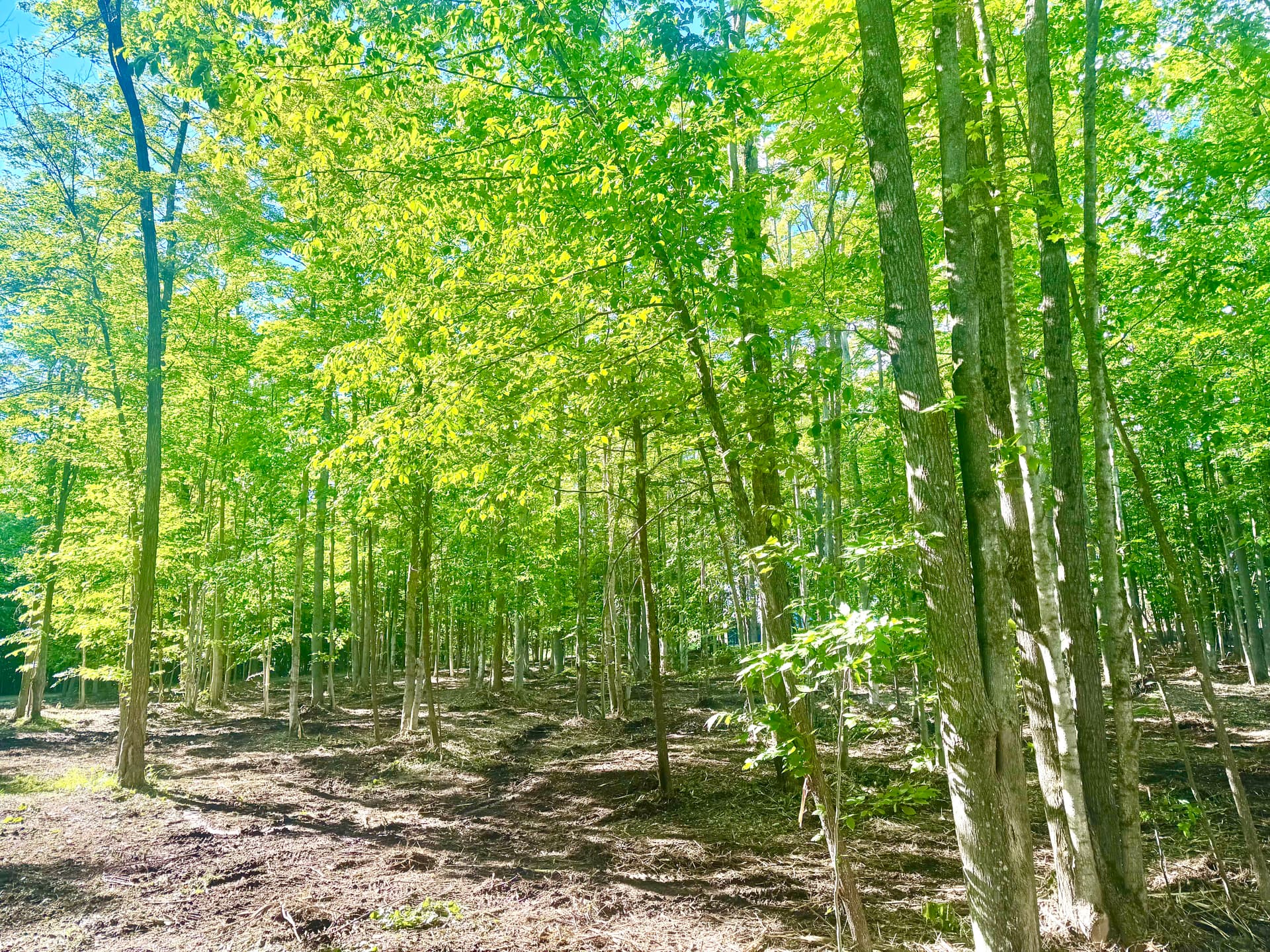 Gallery photos for Overgrown Woods Turned Park-Like Setting in Hubbard Lake: Image #3