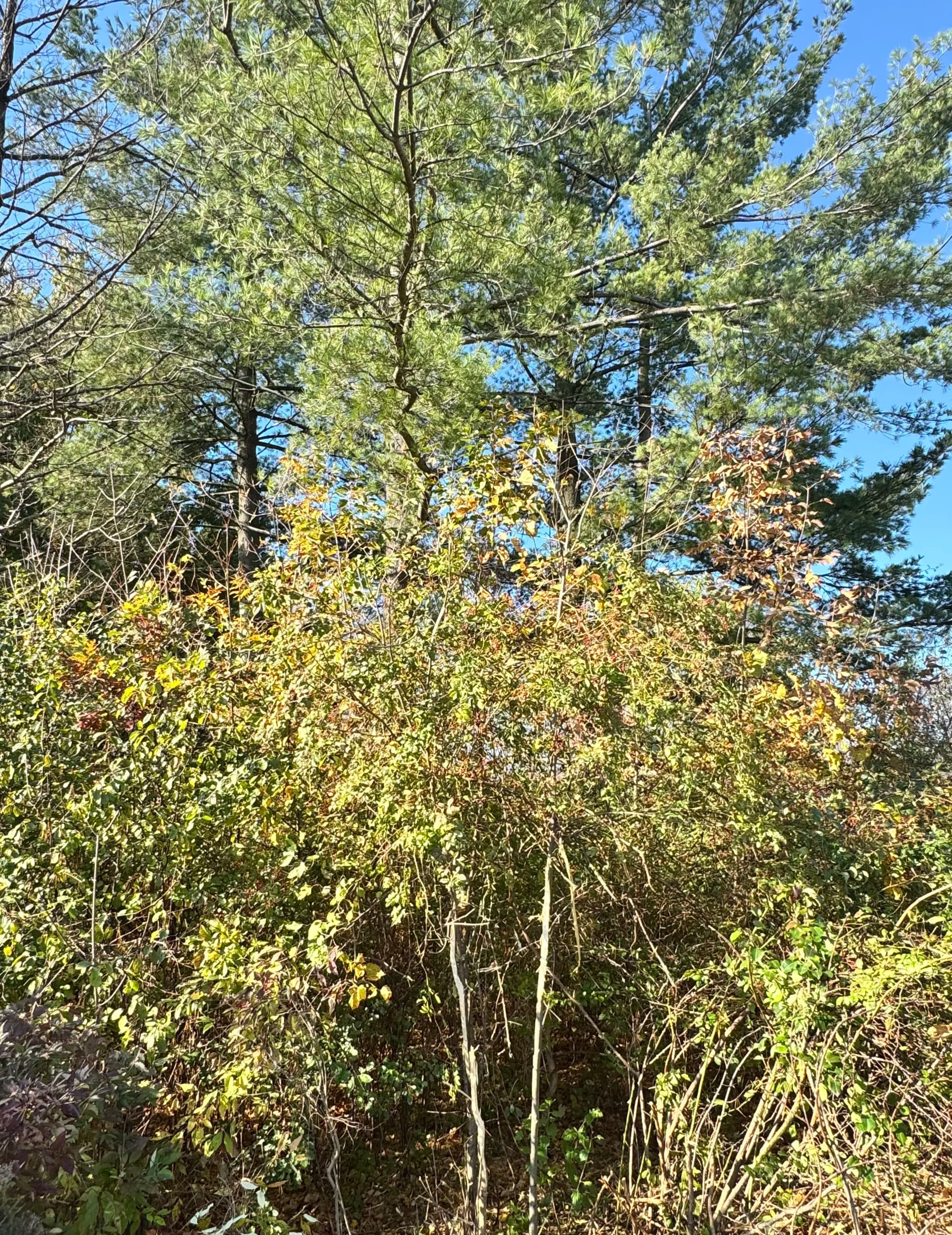 Commercial Property Land Clearing Done Right image