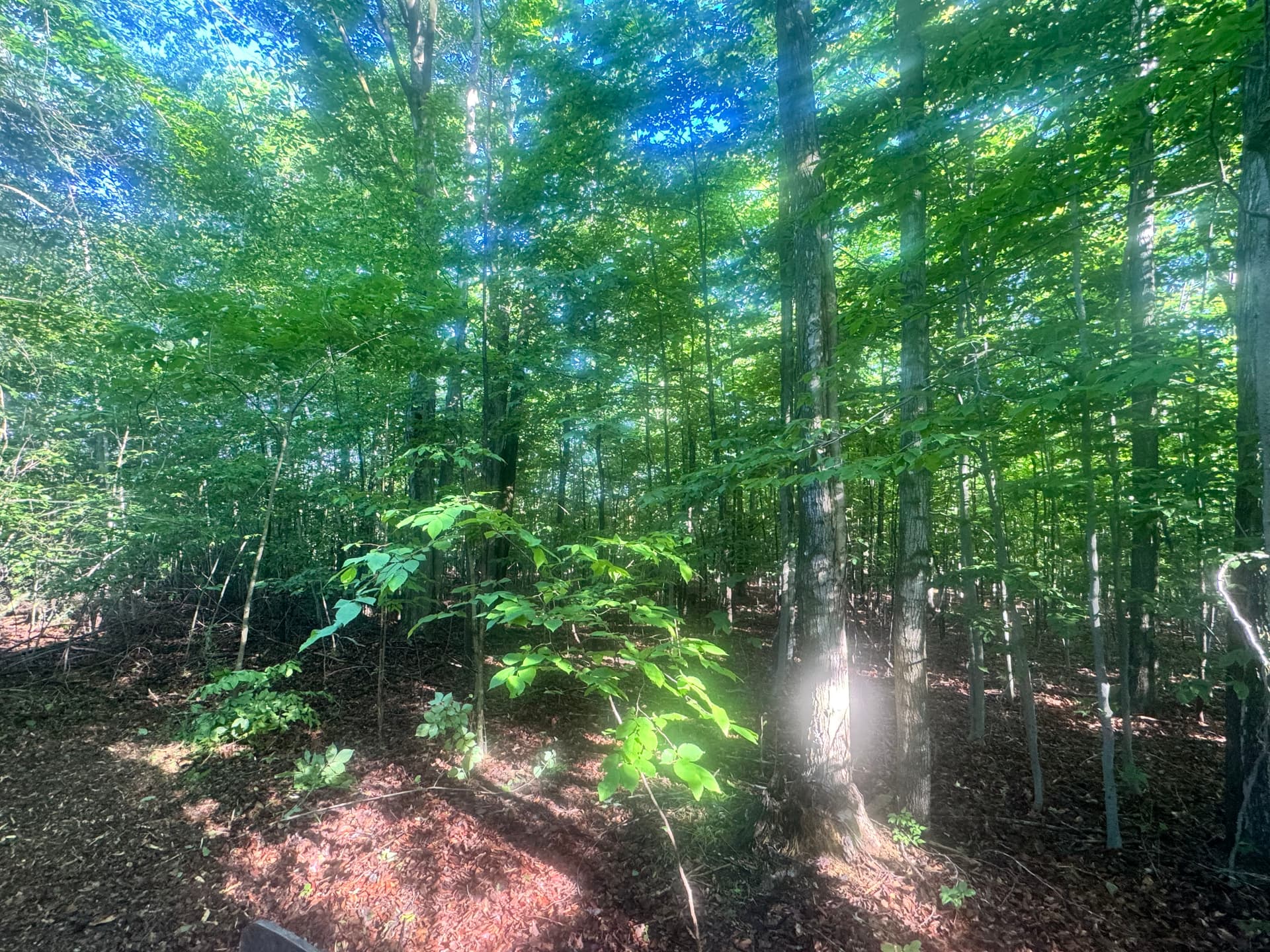 Overgrown Woods Turned Park-Like Setting in Hubbard Lake image