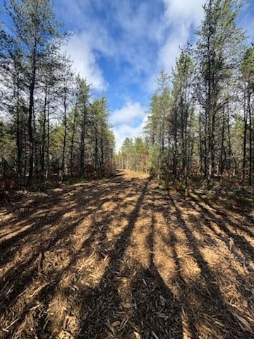Gallery photos for Forestry Mulching Project in Chase Michigan: Image #3