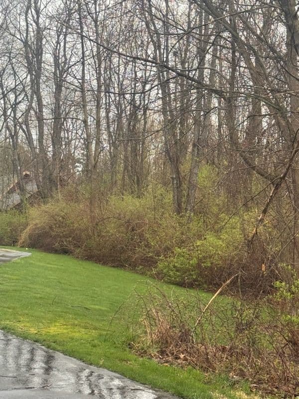 Gallery photos for Storm Damage Cleanup and Brush Clearing Along a Residential Property Line: Image #2