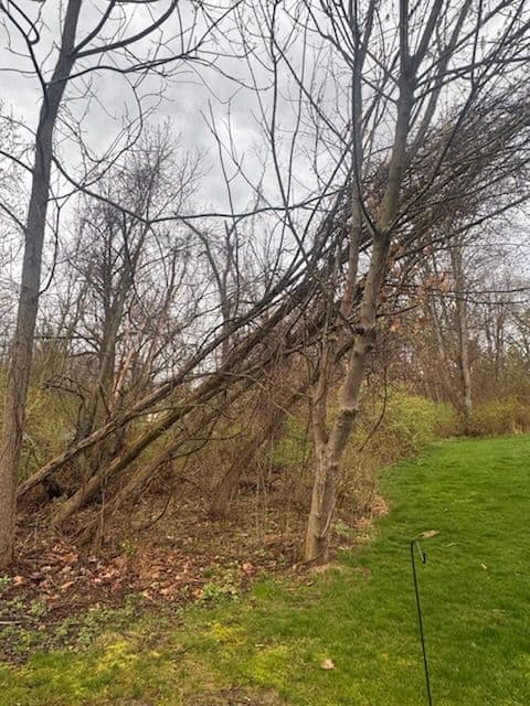 Gallery photos for Storm Damage Cleanup and Brush Clearing Along a Residential Property Line: Image #3